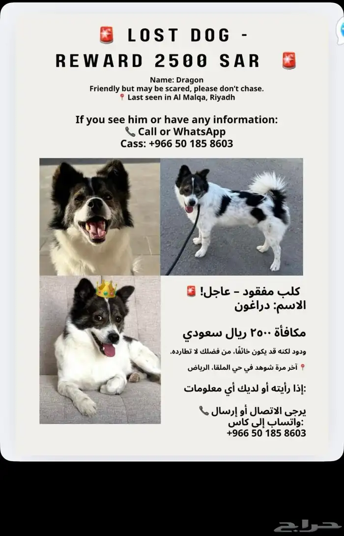كلب ضايع الرياض الملقا 0