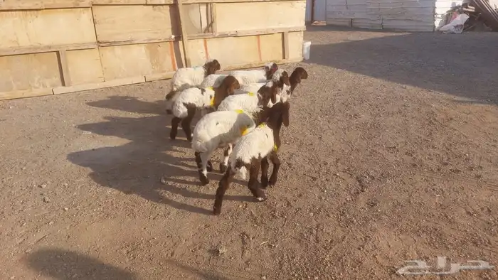 دواغيرنعيم كبار العدد 9 4