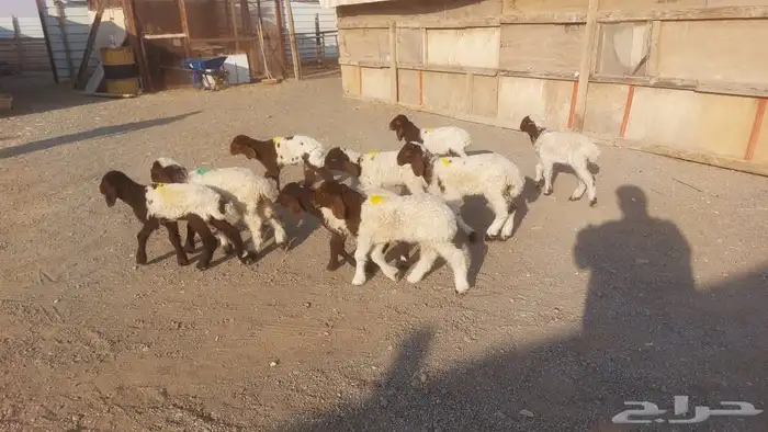 دواغيرنعيم كبار العدد 9 1