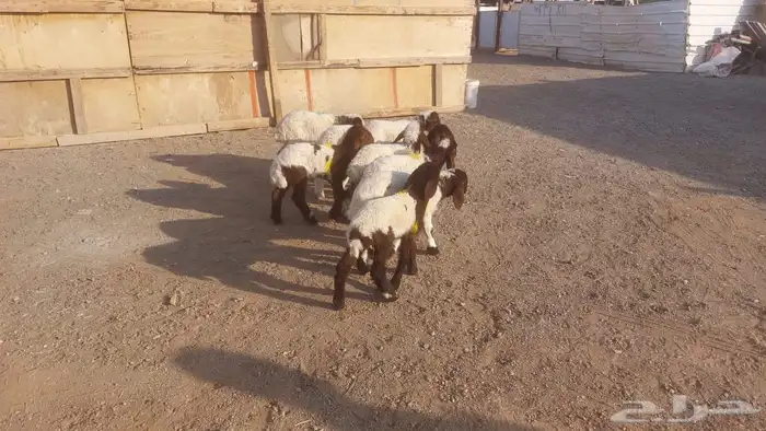 دواغيرنعيم كبار العدد 9 6