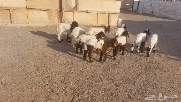 دواغيرنعيم كبار العدد 9 8