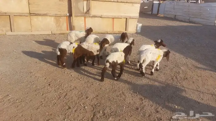 دواغيرنعيم كبار العدد 9 3