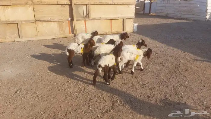 دواغيرنعيم كبار العدد 9 5