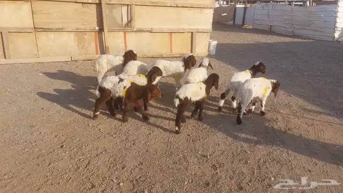 دواغيرنعيم كبار العدد 9 7