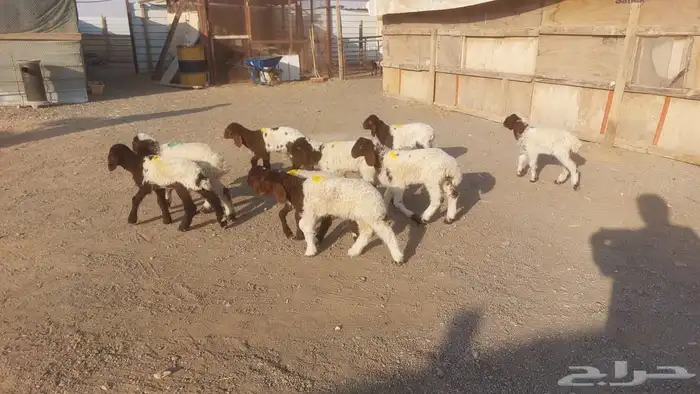 دواغيرنعيم كبار العدد 9 2