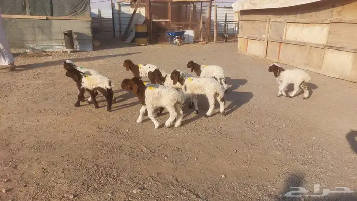 دواغيرنعيم كبار العدد 9 0