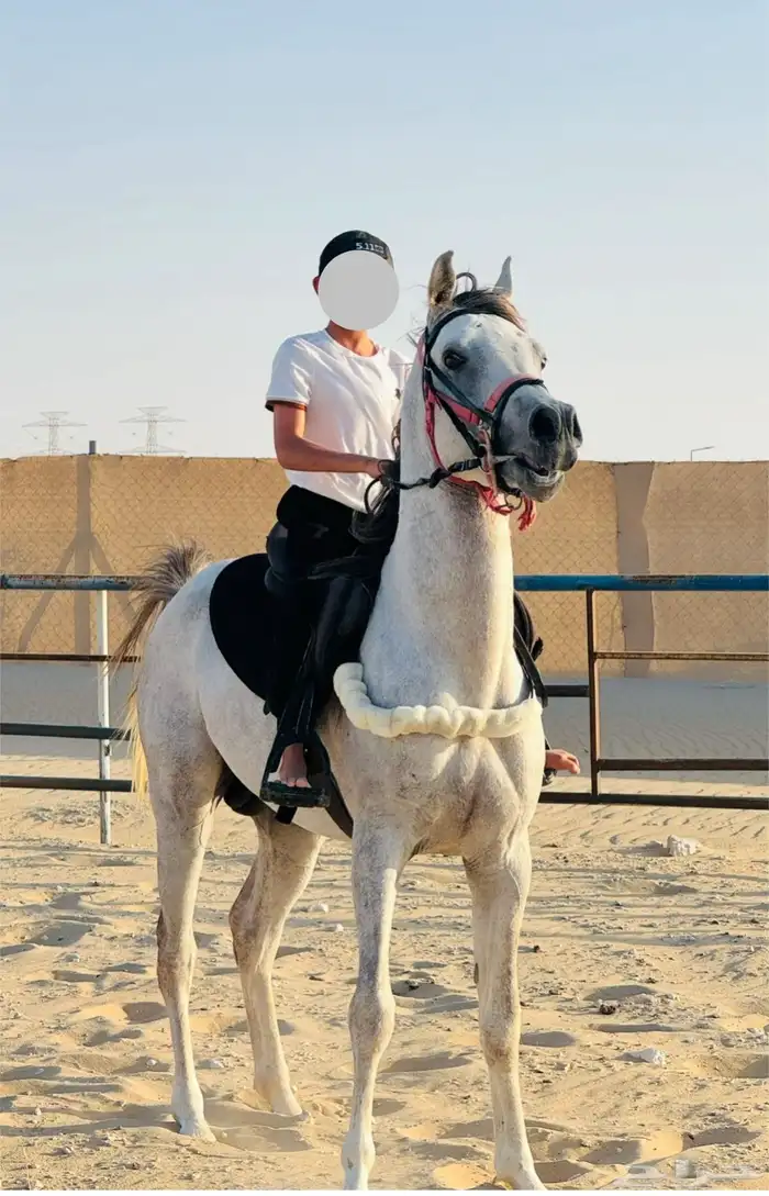 حصان شعبي فاخر وكفو 3