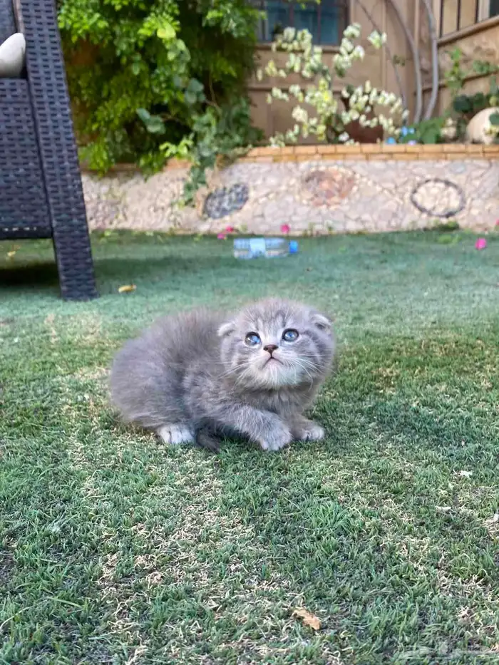 سكوتش فولد مطعمين الوان مميزة للبيع ولايوجد تبني 49