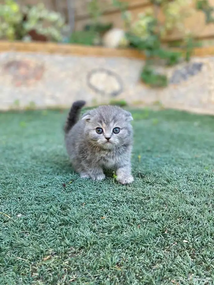 سكوتش فولد مطعمين الوان مميزة للبيع ولايوجد تبني 2