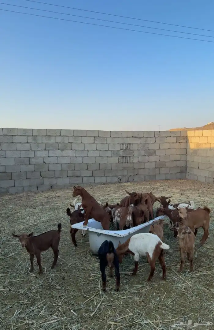 اعرض لكم معزا ولد كفوا 6