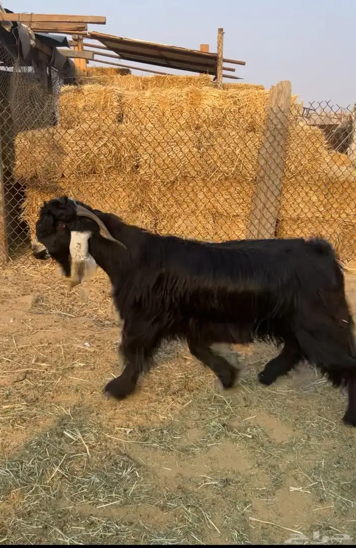 تيس عارضي فحل معرف توه مشلع ثني 1