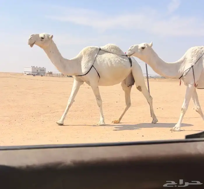 عشاير وضح العدد 3 0