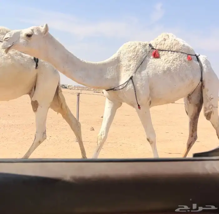 عشاير وضح العدد 3 1