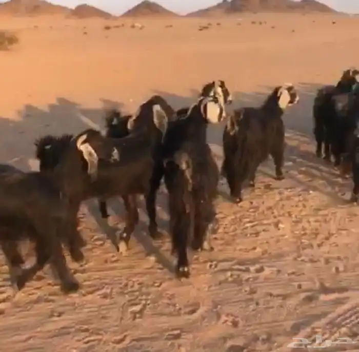 معزا ولد سرحه العدد 21 معها 22 الموقع الحناكيه 4