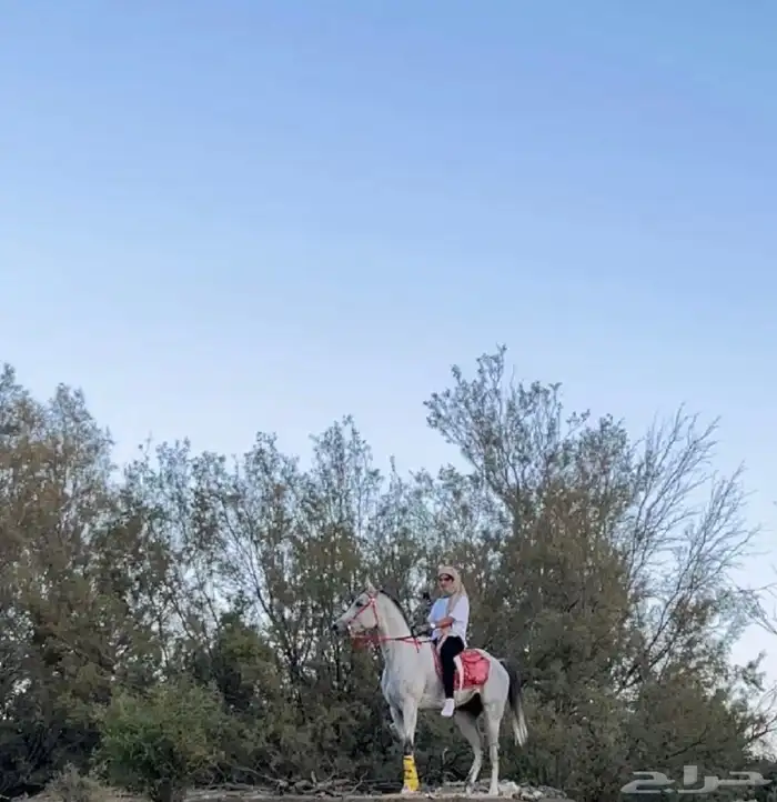 خيل واهو للبيع كفو 5