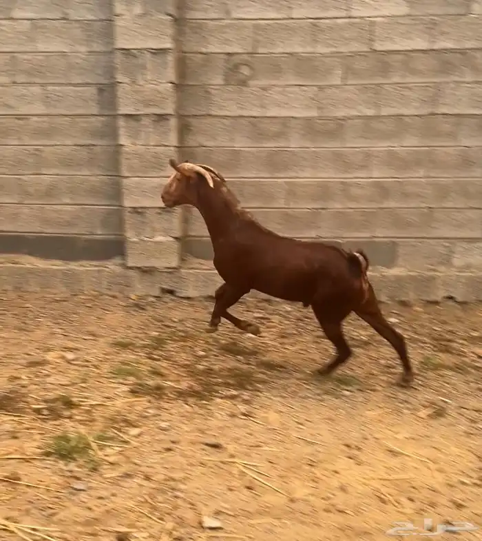 فحل ادهم ثني مشروط 3