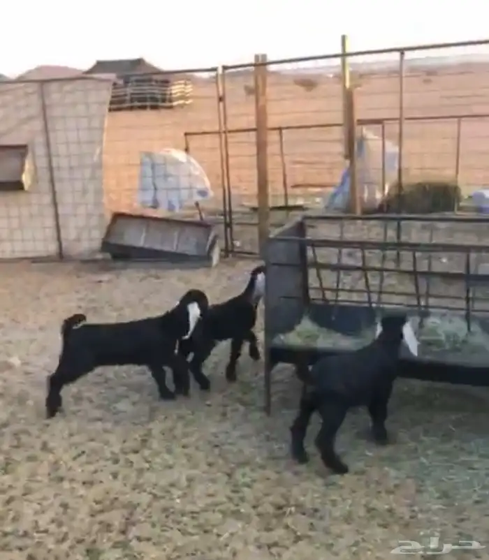 معزا ولد سرحه العدد 21 معها 22 الموقع الحناكيه 2