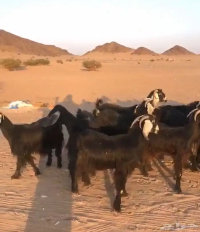 معزا ولد سرحه العدد 21 معها 22 الموقع الحناكيه 5