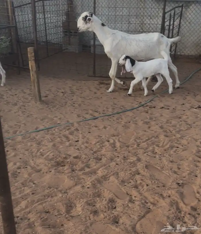 معزا متاويم 2