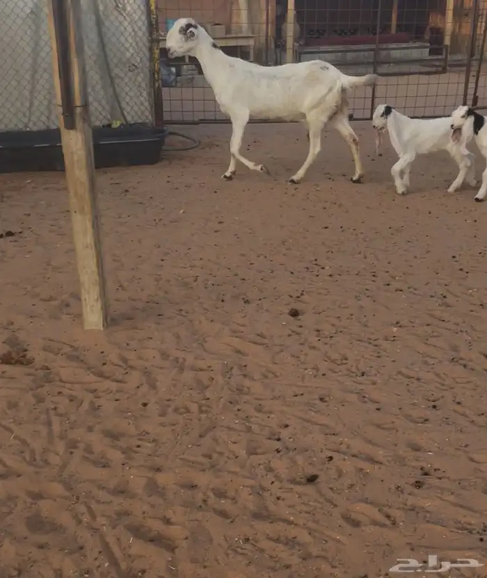 معزا متاويم 0