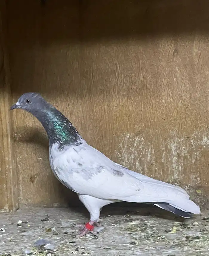 انثى بكستاني قولدن 1