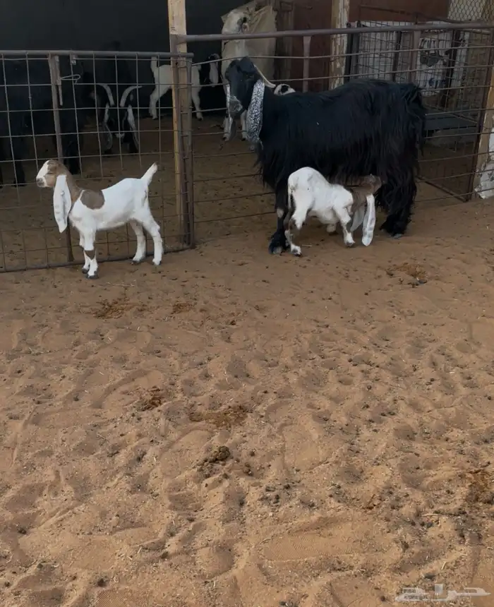 معزا متاويم 5