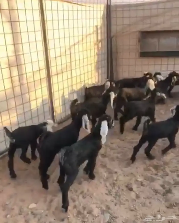 معزا ولد سرحه العدد 21 معها 22 الموقع الحناكيه 1