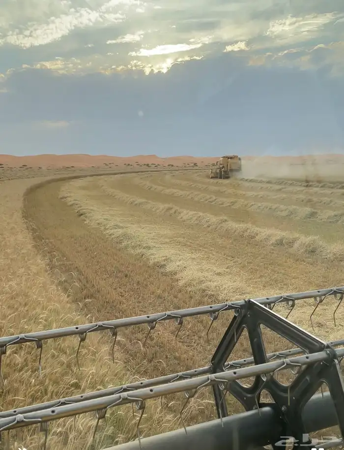 رخصة قمح موسم 2026 0