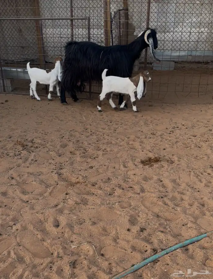 معزا متاويم 3