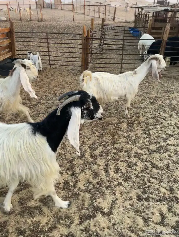 معزاء متابيع طيبه 1