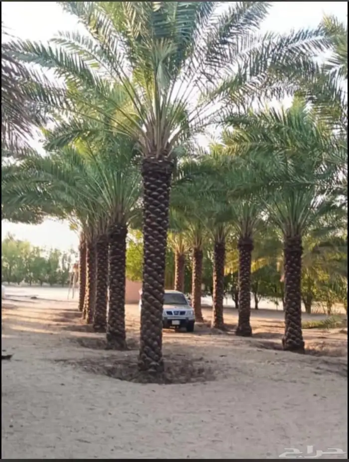 يوجدلديناجميع انواع انخيل للبيع 12