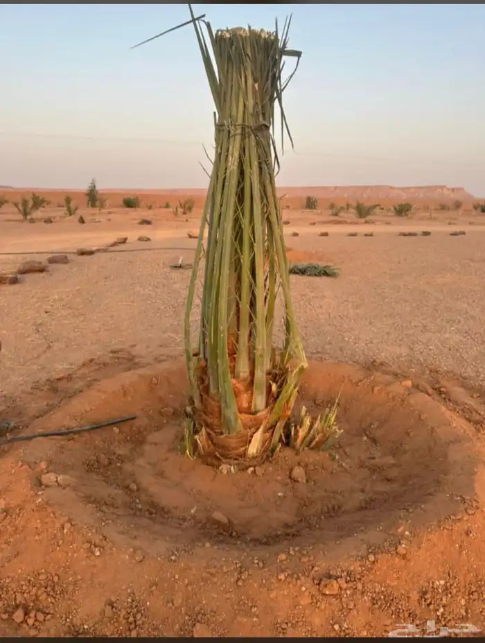 يوجدلديناجميع انواع انخيل للبيع 14