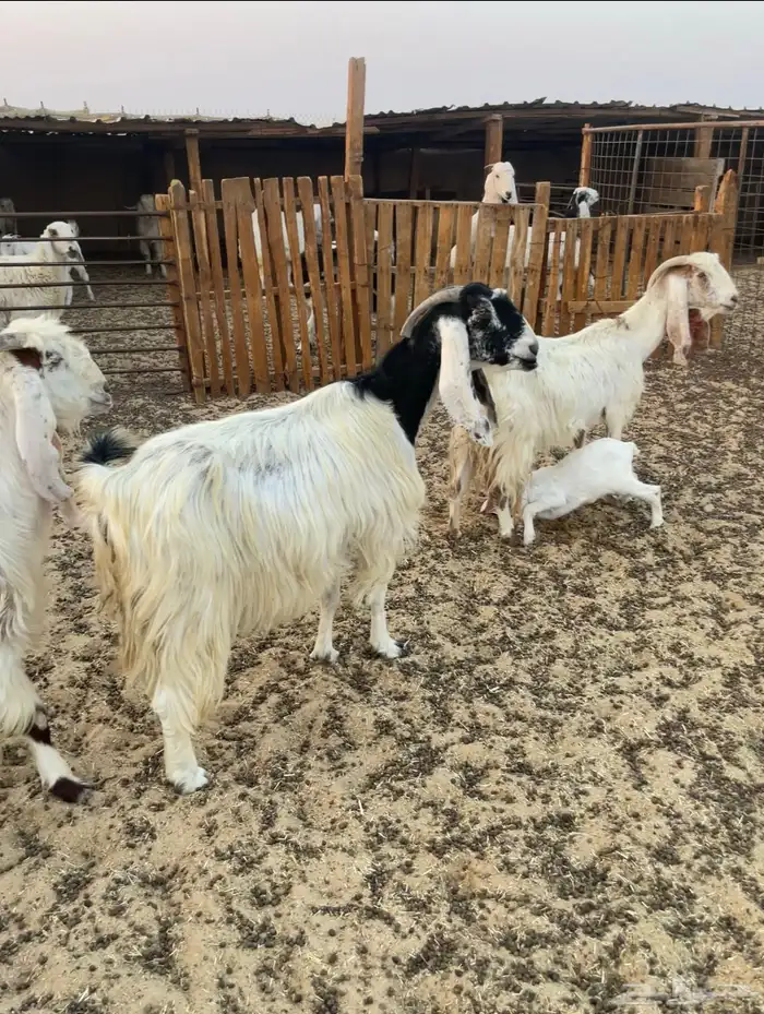 معزاء متابيع طيبه 0