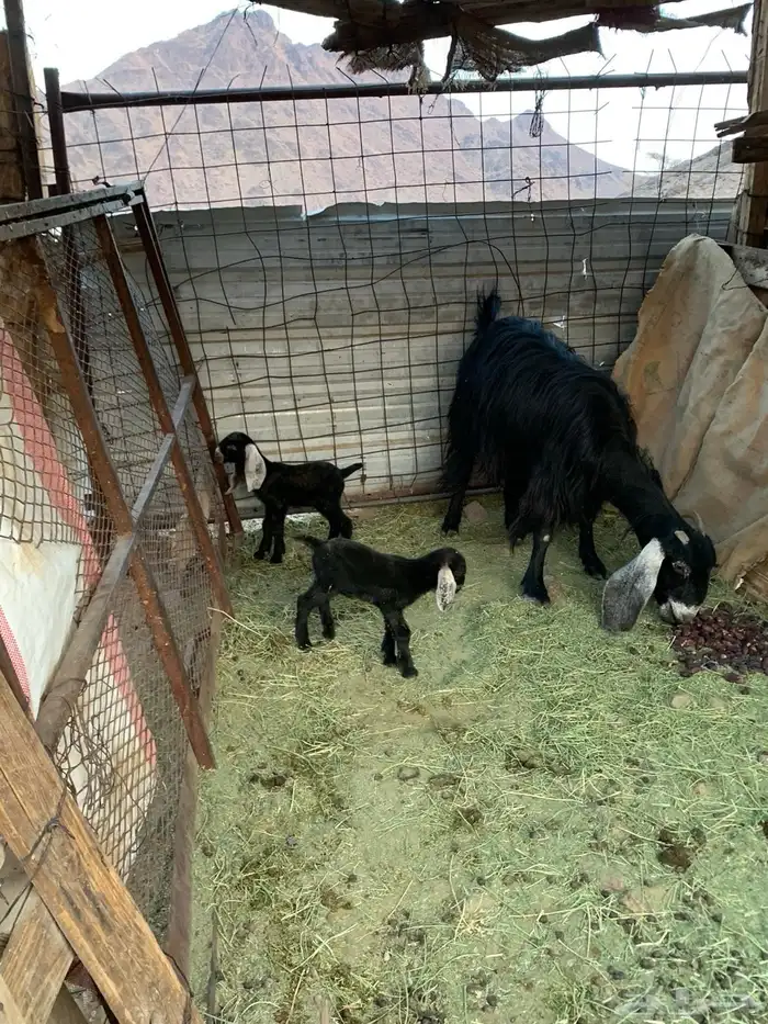 معزا للبيع شرط نظيفه وخاليه من الامراض و العذاريب بذن الله 1