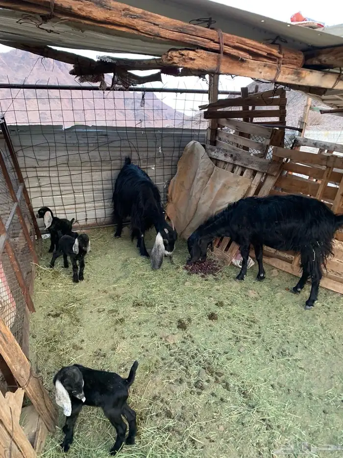 معزا للبيع شرط نظيفه وخاليه من الامراض و العذاريب بذن الله 0