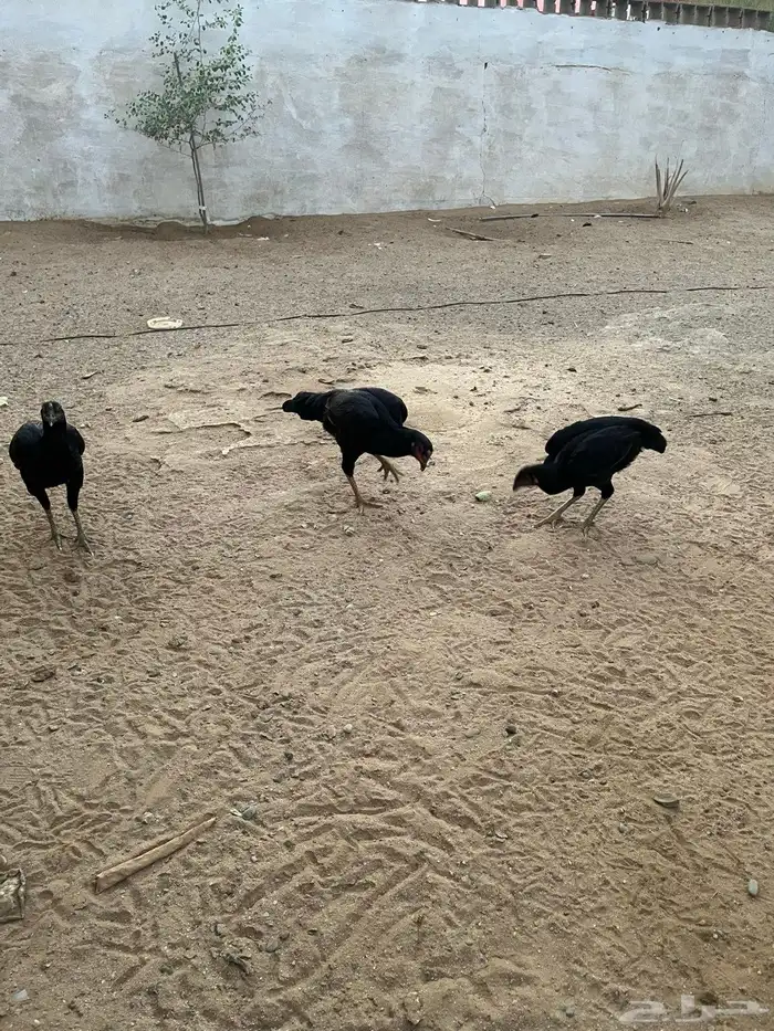 دجاج باكستاني 3