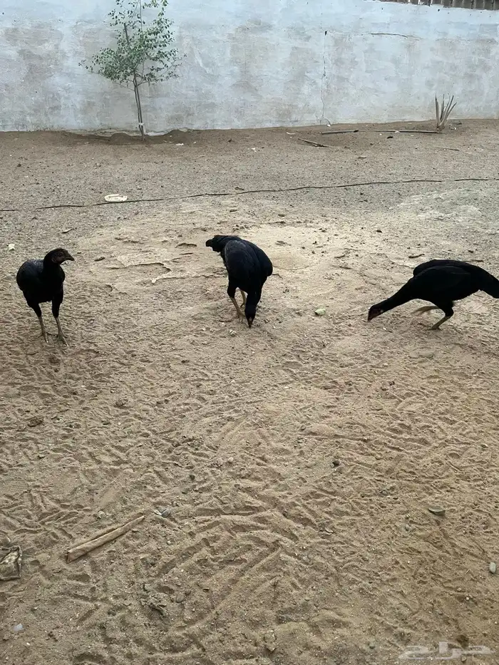 دجاج باكستاني 2