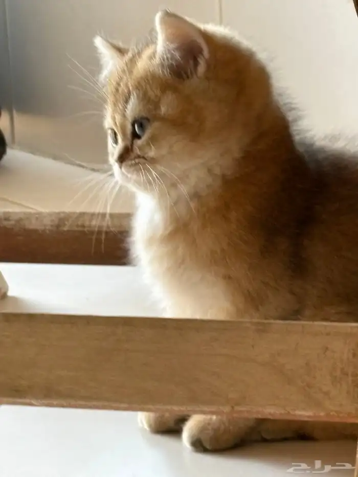 كيتن ذكر مسجل للبيع 2