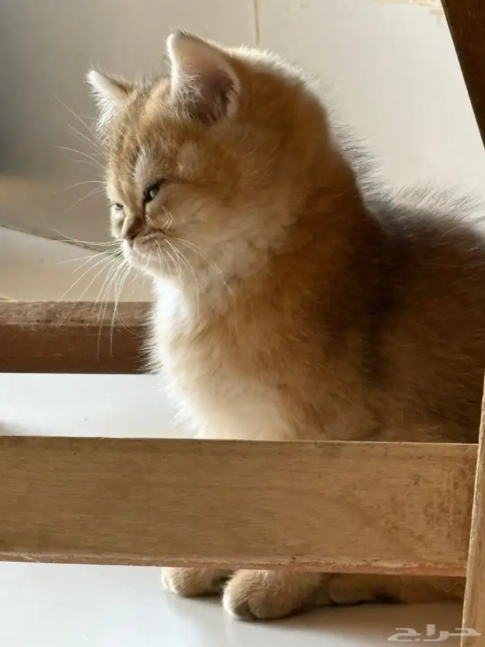 كيتن ذكر مسجل للبيع 5