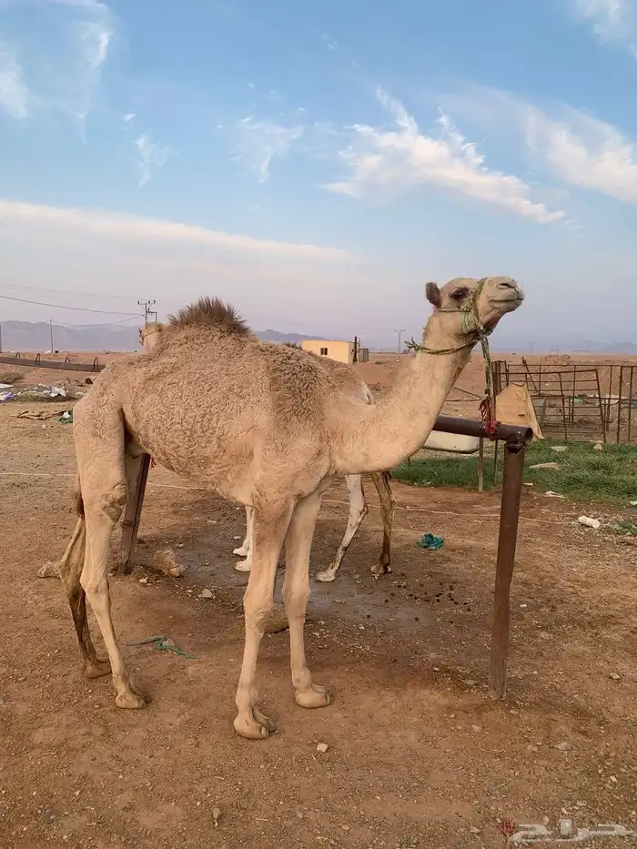 قعود مفرود 0