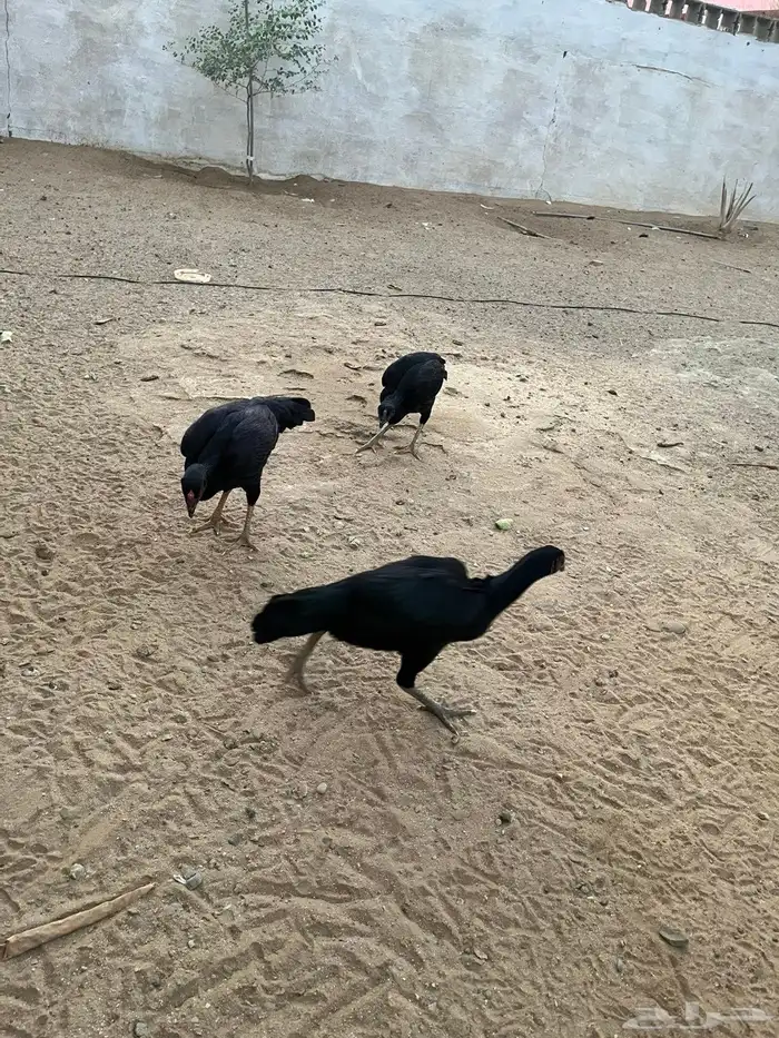 دجاج باكستاني 0