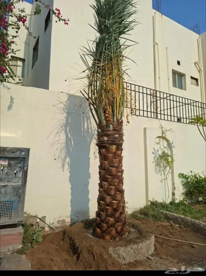 يوجدلديناجميع انواع انخيل للبيع 2