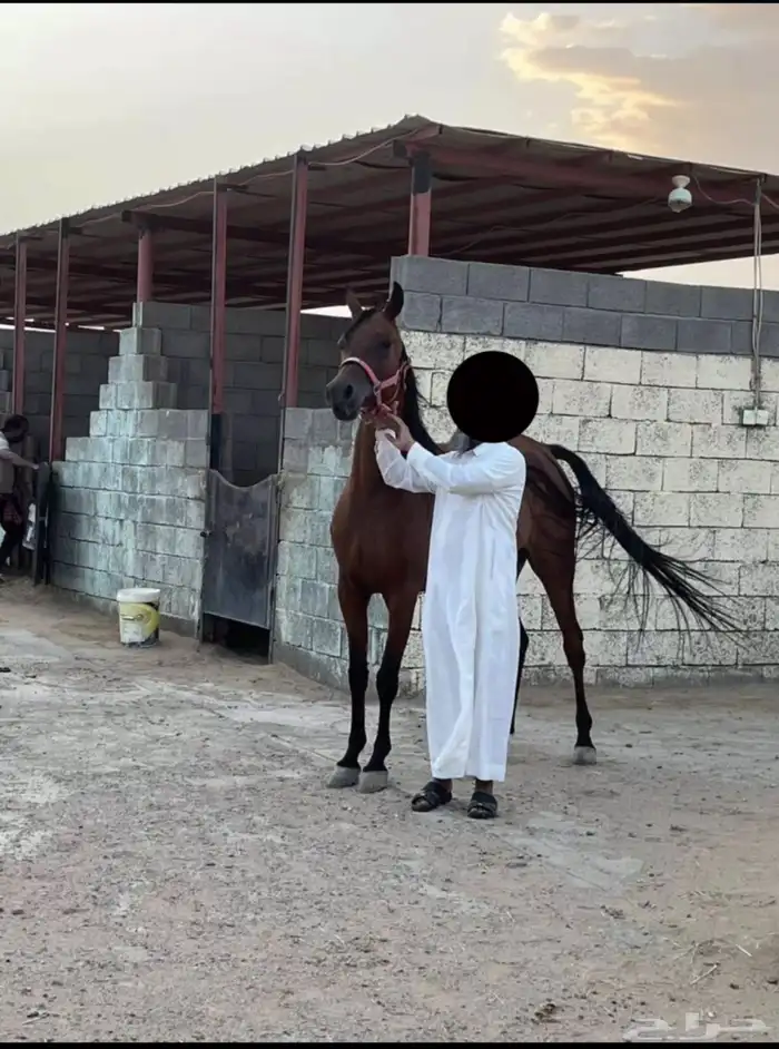 فرس واهو كفو 0