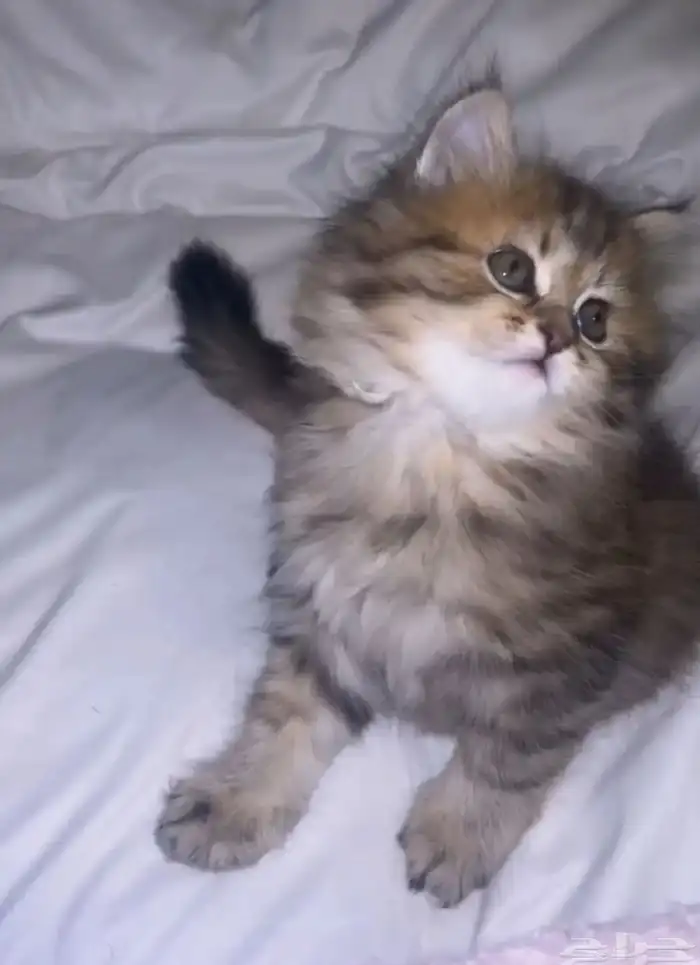 قطه صغيره للبيع 0