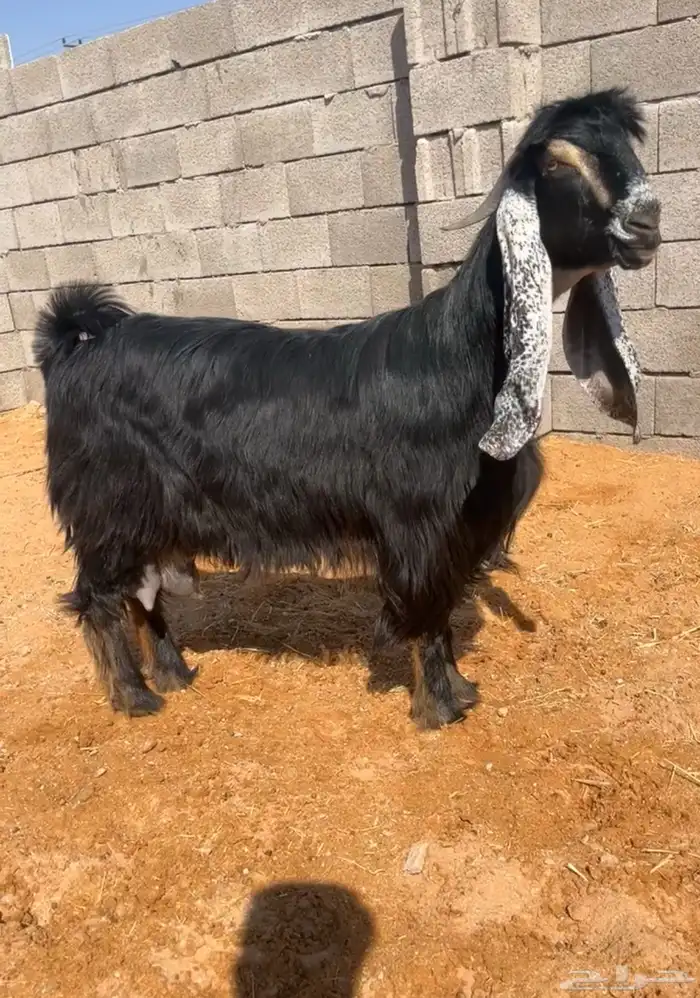 عنز عارضية صنف نادر خصم 0