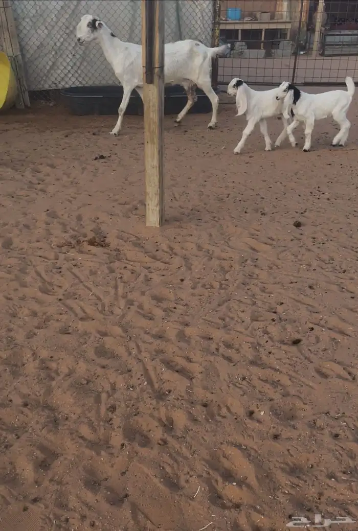 معزا متاويم 1