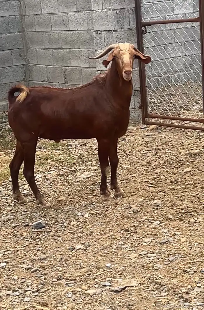 فحل ادهم ثني مشروط 1