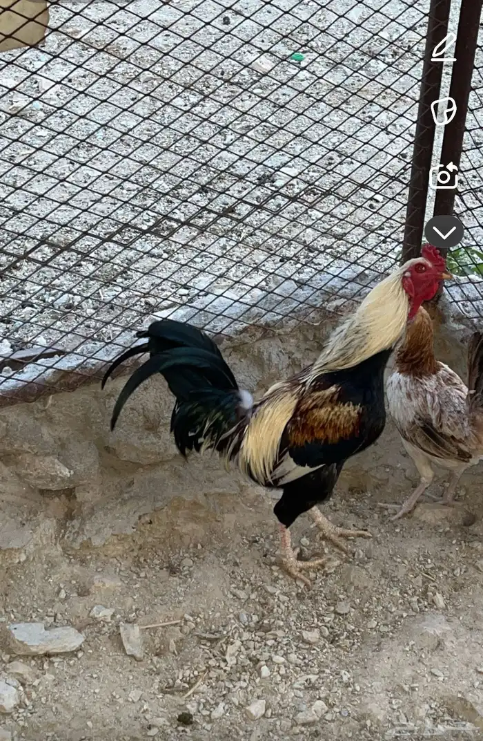 ديك باكستاني شرط من كل شي 1