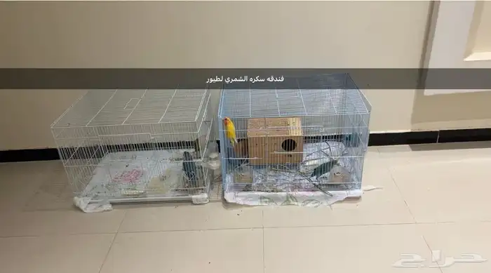 متوفر لدي فندقه طيور 1