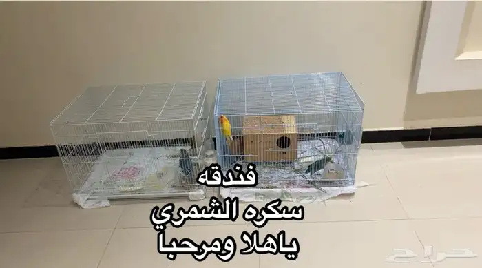 متوفر لدي فندقه طيور 0